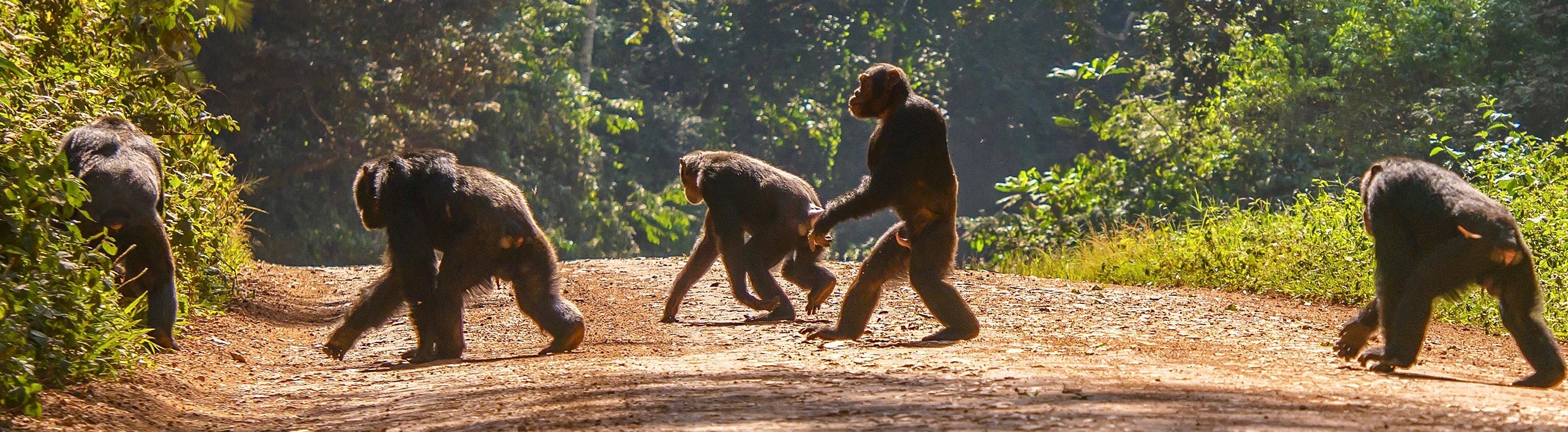 The Chimp Collection