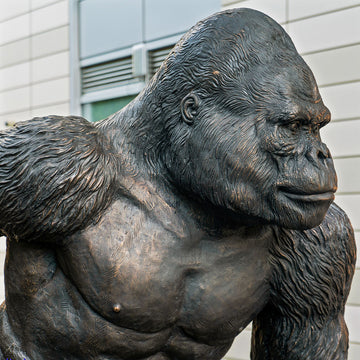 The Mountain Gorilla Races on Rollar Skates (Bronze Sculpture)