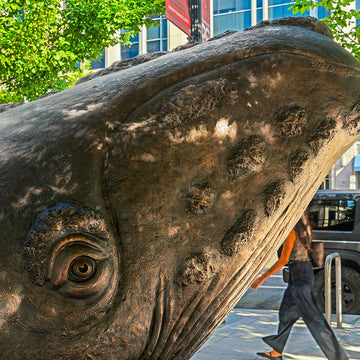 The North Atlantic Right Whale Races on a Surfboard (Bronze Sculpture)