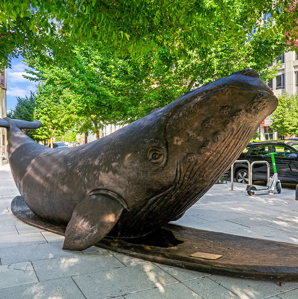 The North Atlantic Right Whale Races on a Surfboard (Bronze