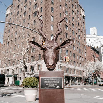 Hamza - Addax Antelope of the Wild (Bronze Sculpture)