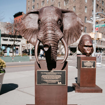 Adwin - African Forest Elephant of the Wild (Bronze Sculpture)