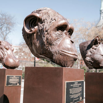 Kabaka - Chimpanzee of the Wild (Bronze Sculpture)