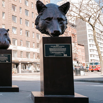 Tala - Red Wolf of the Wild (Bronze Sculpture)