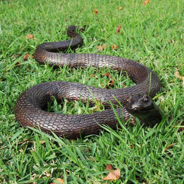 Copperhead Snake (Bronze Sculpture)