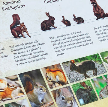 Native American Animals (Bronze Sculpture)