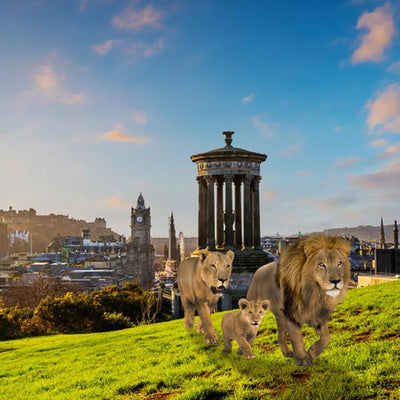 Free exhibition sees life-sized bronze lion sculptures prowl Edinburgh