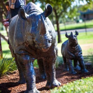Rhino statues a hit with Dubbo councillor