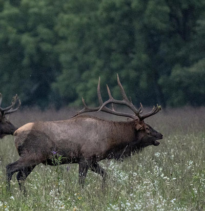 The Locals of the Smokies