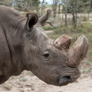 El último rinoceronte blanco del norte sigue luchando por su vida