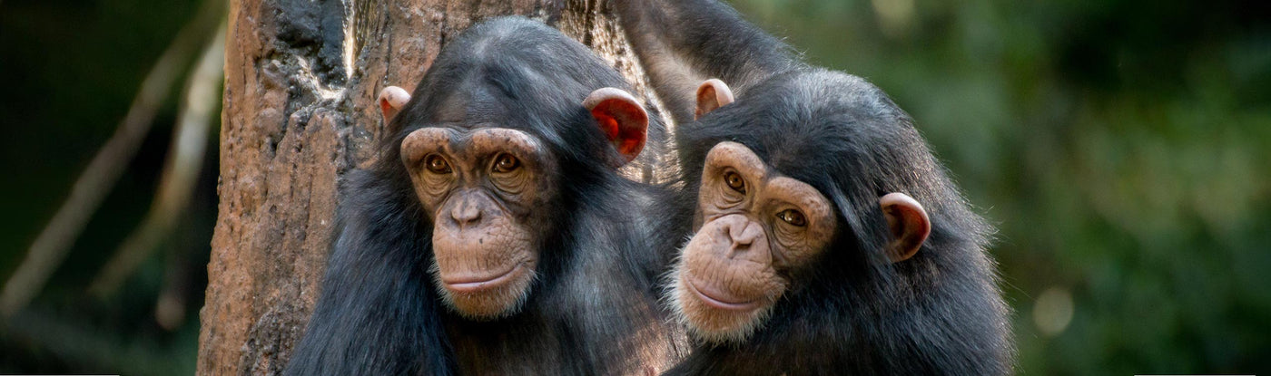 Chimps are Family 2021