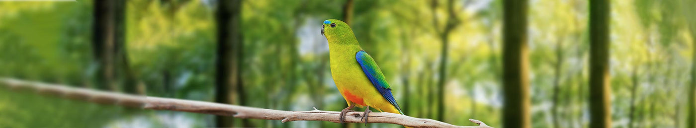 The Last 50 Orange-Bellied Parrots - July-August 2021