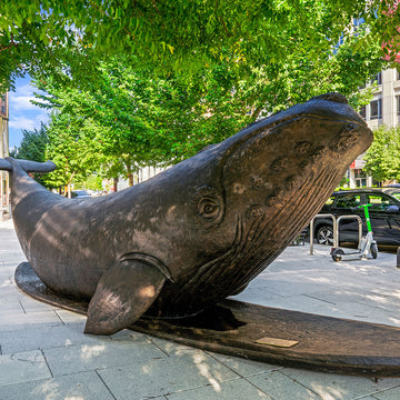 The North Atlantic Right Whale Races on a Surfboard (Bronze Sculpture)