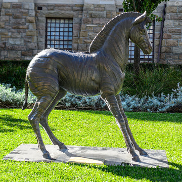 Wild Baby Grevy's Zebra (Bronze Sculpture)