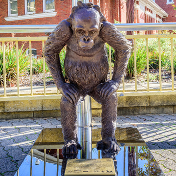 Wild Baby Sumatran Orangutan (Bronze Sculpture)
