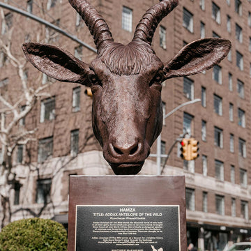 Hamza - Addax Antelope of the Wild (Bronze Sculpture)