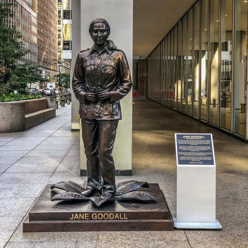 Jane Goodall (Bronze Sculpture)